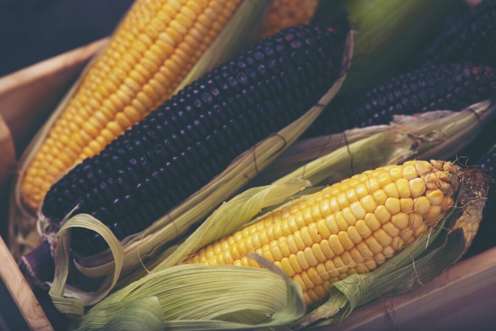variety organic corn for food